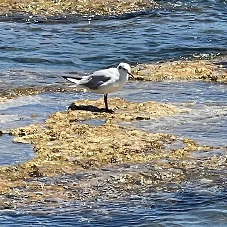 Sunrise לה קסטלה